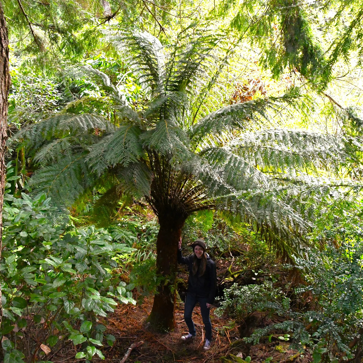 Tasmanian Tree Fern — Wanderlust Nursery